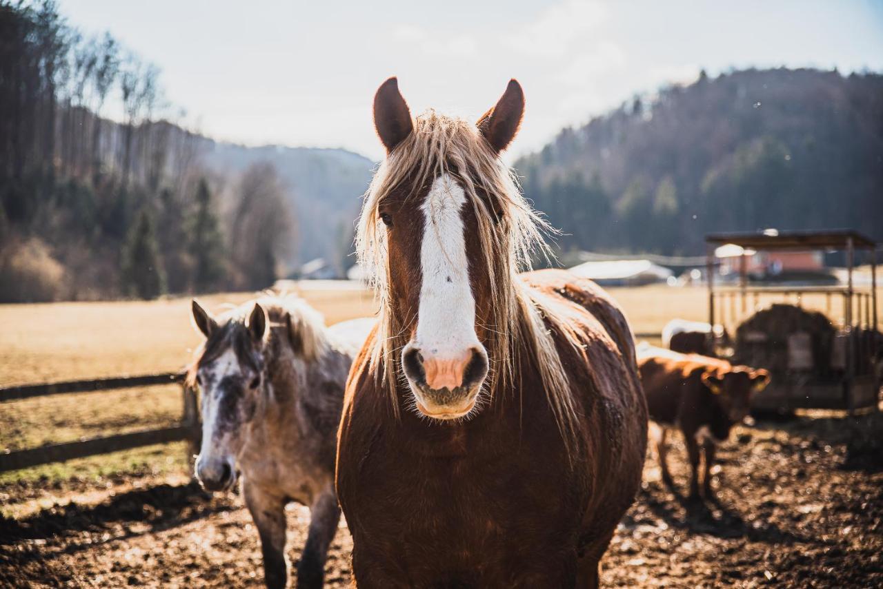 Farm Stay Zurej Šentjur Exteriör bild